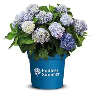 Winterharte Balkonpflanzen: Endless Summer Hortensien im Vergleich