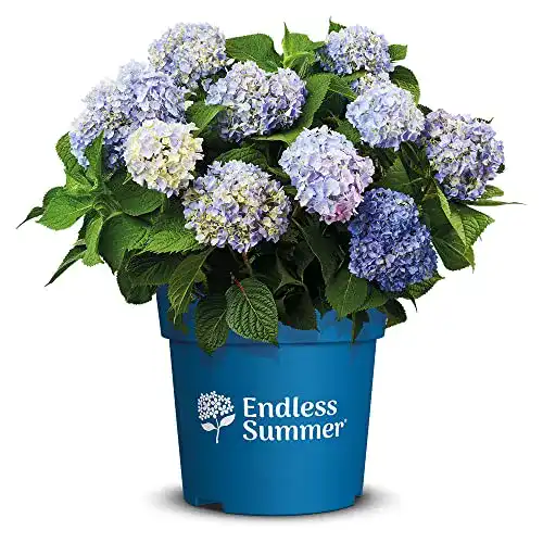 Winterharte Balkonpflanzen: Endless Summer Hortensien im Vergleich
