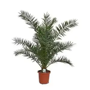 Dattelpalme Phoenix canariensis 130150 cm robuste Kübelpflanze für Garten und Balkon