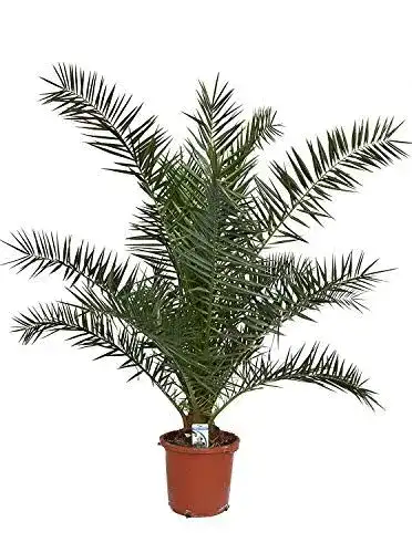 Dattelpalme Phoenix canariensis 130150 cm robuste Kübelpflanze für Garten und Balkon