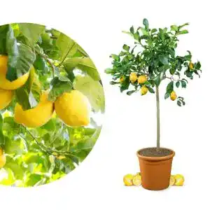 Zitronenbaum Meine Orangerie Grande – veredelter Citrusbaum im 12 Liter Topf