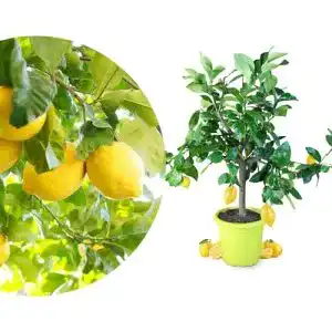 Zitronenbaum Meine Orangerie Piccolo – Zitruspflanze für den Garten