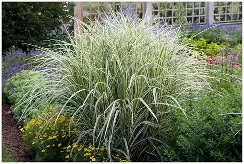 Chinaschilf Stauden 5 x Miscanthus sinensis ‚Variegatus‘ im 1 Liter Topf
