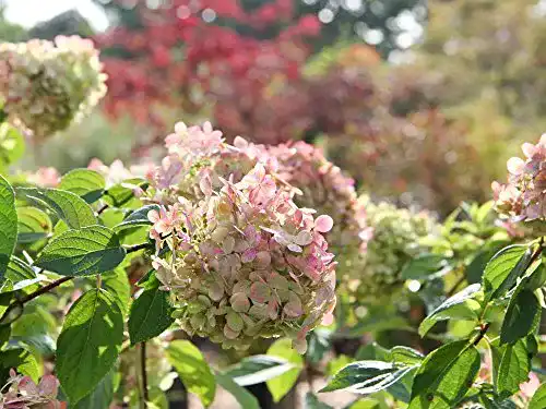 Rispenhortensie Garten von Ehren Limelight mit weiß-rosa Blüten