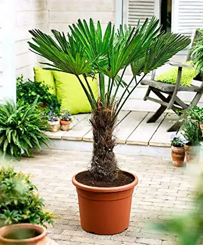 Hanfpalme Trachycarpus Wagnerianus bis 150 cm Höhe frosthart bis -19 Grad
