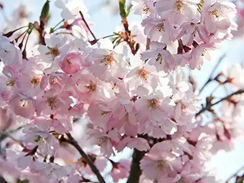 Zierkirsche Kanzan – Japanische Blütenkirsche für den Garten