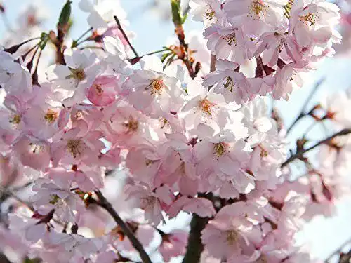 Japanische Nelkenkirsche Kanzan für den Garten