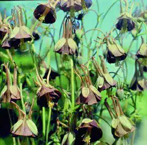 Akelei Samen Akelei Chocolate Soldier – 10 Stück für Gartenliebhaber
