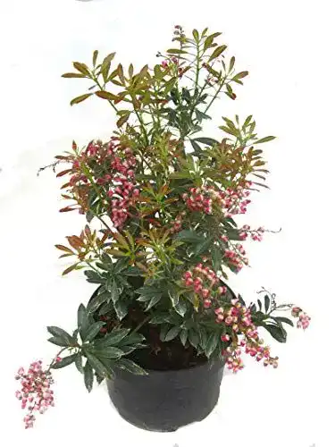 Lavendelheide Pieris japonica Polar Passion – Immergrüner Strauch