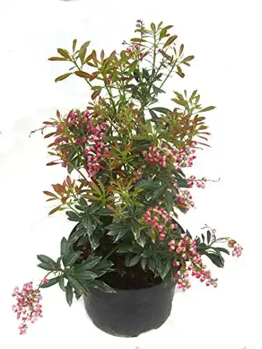 Lavendelheide Pieris japonica Polar Passion – Immergrüner Strauch