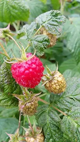 Himbeerstrauch Aroma Queen – 3 Stück Rubus idaeus für Garten und Balkon