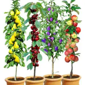 Zierbäume winterhart – Säulen-Obst-Kollektion mit Birne, Kirsche, Pflaume und Apfel