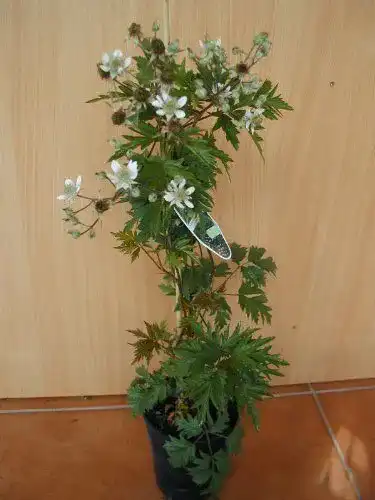 Brombeerstrauch immergrüne dornlose Brombeere Rubus Thornless Evergreen