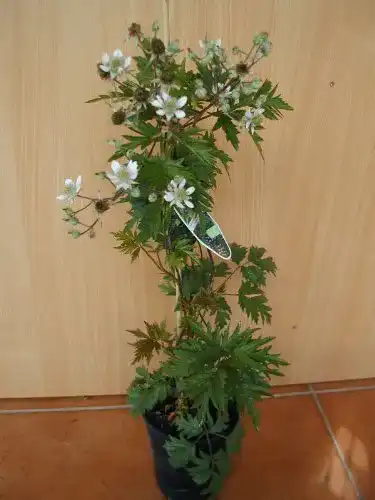 Brombeerstrauch immergrüne dornlose Brombeere Rubus Thornless Evergreen