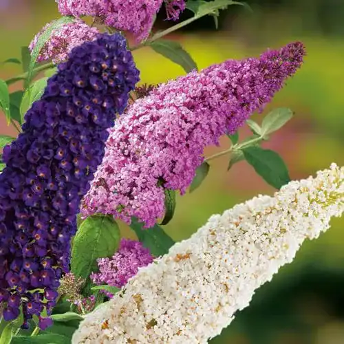 Sommerflieder Garten Schlüter Tricolor (Buddleja Davidii) im 2 Liter Topf