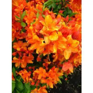 Rhododendron luteum ‚Golden Eagle‘ orange Garten-Azalee, winterhart
