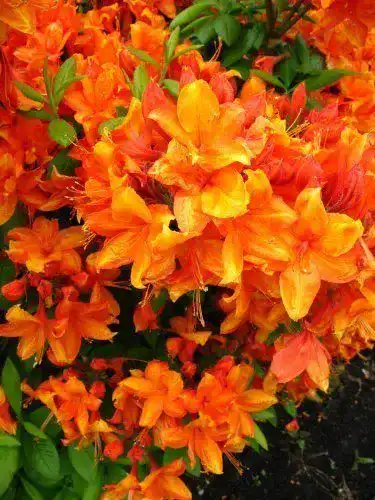 Rhododendron luteum ‚Golden Eagle‘ orange Garten-Azalee, winterhart