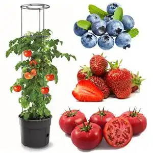 Tomatentopf Botle für Tomatenpflanze – Blumentopf mit Bewässerungssystem