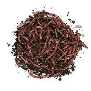 Dendrobena-Würmer von Natursache, 100 lebende Kompostwürmer