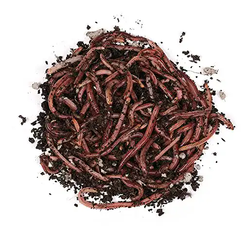 Dendrobena-Würmer von Natursache, 100 lebende Kompostwürmer