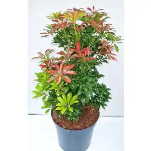 Lavendelheide Schattenglöckchen Pieris japonica kaufen