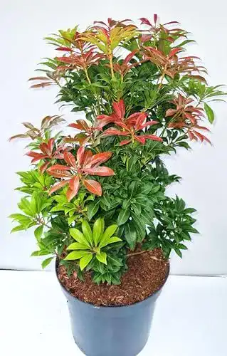 Lavendelheide Schattenglöckchen Pieris japonica kaufen