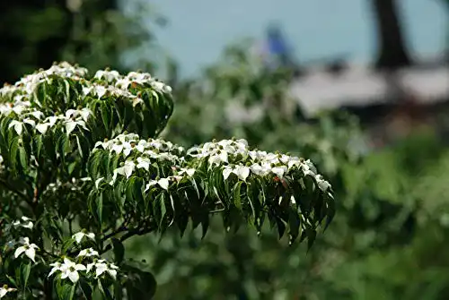 Blumen-Hartriegel Cornus kousa – Chinesischer Hartriegel aus Baumschule