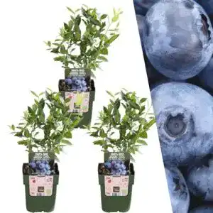 Heidelbeerstrauch Pflanzen von Frank 3 Heidelbeeren Pflanzen