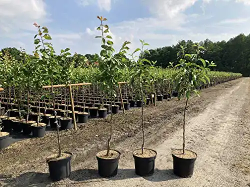 Apfelbaum Elstar – Obstbaum mit 120-150 cm Höhe im Topf