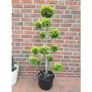 Kugelbaum Pflanzen Böring Pon Pon Bonsai Zypresse Chamaecyparis lawsoniana