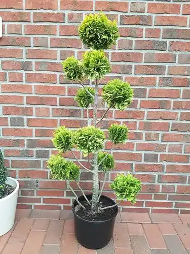 Kugelbaum Pflanzen Böring Pon Pon Bonsai Zypresse Chamaecyparis lawsoniana
