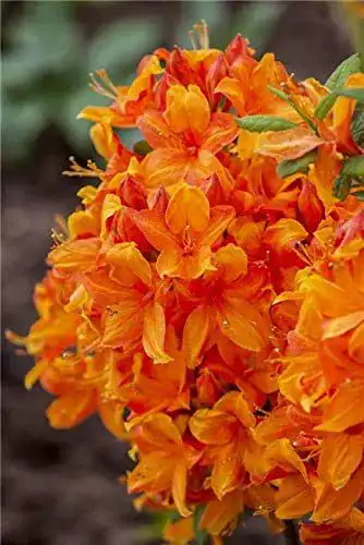 Rhododendron luteum ‚Golden Eagle‘ – Orange Zierstrauch für Garten