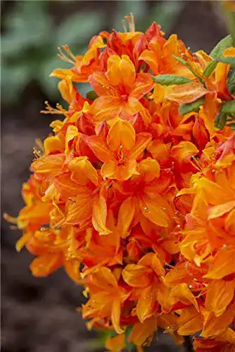 Rhododendron luteum ‚Golden Eagle‘ – Orange Zierstrauch für Garten