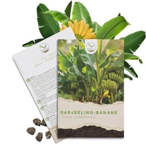 Bananensamen Happyseed Darjeeling Bananen Samen – Musa sikkimensis