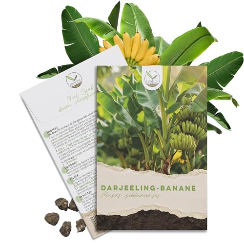 Bananensamen Happyseed Darjeeling Bananen Samen – Musa sikkimensis