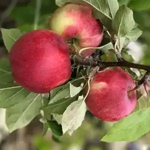 Apfelbaum Cox Orange im Müller Garten Shop – Hochwertige Pflanzen