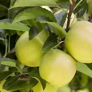 Apfelbaum ‚Golden Delicious‘ – Malus domestica im 7,5L Topf, 150-200 cm