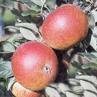 Apfelbaum Cox Orange – Renette Apfel (Malus Cox Orange)