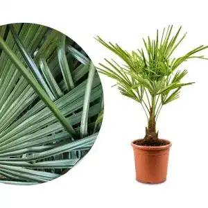 Chinesische Hanfpalme Trachycarpus – Winterharte Kübelpflanze für Garten und Balkon