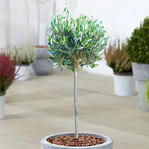 Winterharte Zierbäume Gardenersdream Olivenbaum Olea Europa