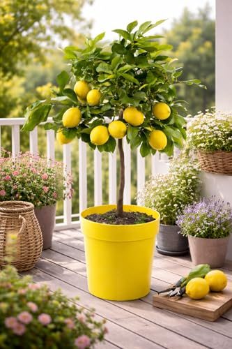 Zitronenbaum Citrus limon Lunario 80-100 cm für Garten und Terrasse