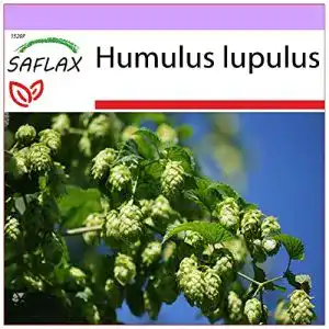 Hopfen-Samen von Saflax, Echter Hopfen, 50 Stück für den Garten