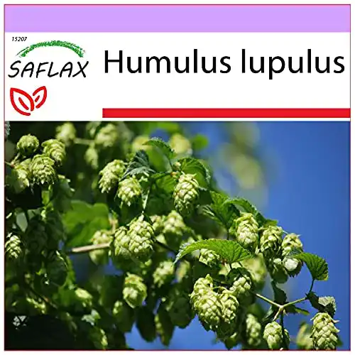 Hopfen-Samen von Saflax, Echter Hopfen, 50 Stück für den Garten