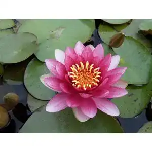 Seerosen Wasserpflanzen Wolff Nymphaea Attraction