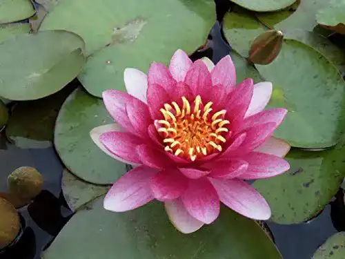 Seerosen Wasserpflanzen Wolff Nymphaea Attraction