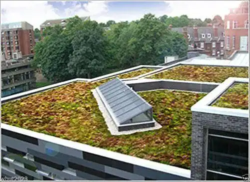 Sedum Samen Mischung – 200 Samen in verschiedenen Farben