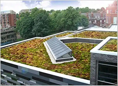 Sedum Samen Mischung – 200 Samen in verschiedenen Farben