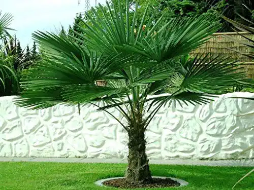 Chinesische Hanfpalme Trachycarpus fortunei von Csl Sunrise Gmbh