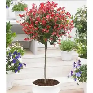 Winterhartes Photinia-Stämmchen ‚Little Red Robin‘ für Balkon und Garten