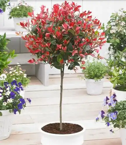 Winterhartes Photinia-Stämmchen ‚Little Red Robin‘ für Balkon und Garten